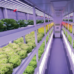 What if you dream of starting a farm but live in a city with no access to fertile land? Meet the Greenwon, a revolutionary solution that packs a fully-equipped hydroponic greenhouse into a 320-square-foot shipping container. Designed to fit effortlessly in a backyard, this system uses vertical farming with stacked rows of hydroponically grown plants. Incredibly, the space-saving design of the Greenwon allows it to produce the equivalent of a full acre of lettuce (2,200 square feet) within its compact footprint. This makes urban farming not only feasible but incredibly efficient, even in the most space-constrained environments.