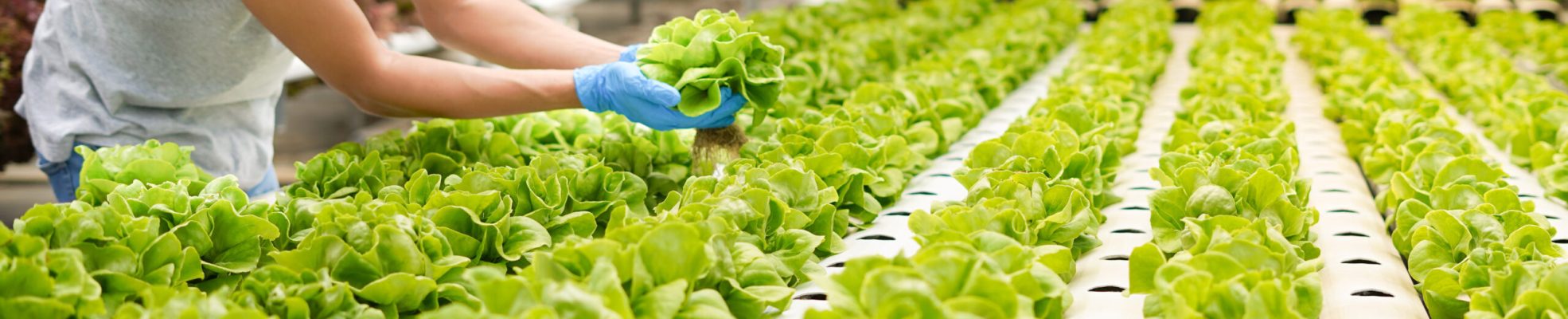 Farmer harvest or inspect farm products quality and fresh vegetables in greenhouse or organic farm with happy for food supply chain and delivery to customer as hydroponic farm and agriculture concept