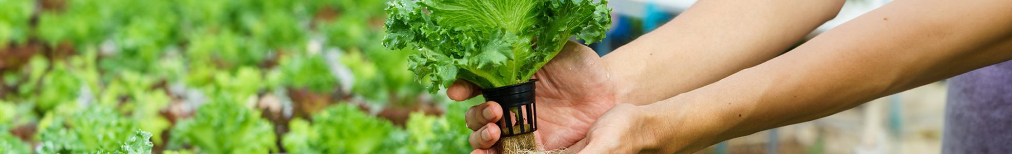 Vegetables hydroponics